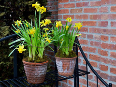 Daffodils in the Rain