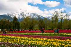 Tulips of The Valley Festival (2015) 🌷