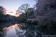 Cherry Blossoms in Tokyo 2015