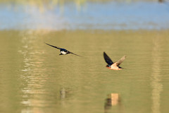 Swallows & Swifts