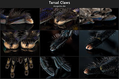 Tarsal Claws & Feet