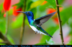 Hummingbirds • Over 65 Species