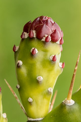Flora: Cacti