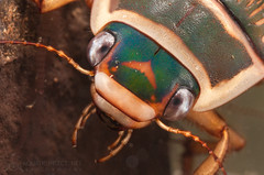 Great diving beetle (Dytiscus marginalis)