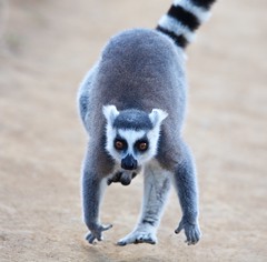 Mammals (Madagascar)