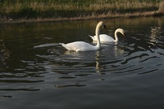 Swan Video