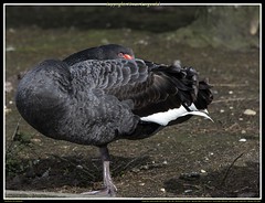 Zwarte zwanen / Black Swans