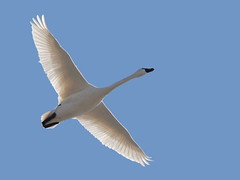 Tundra Swan Migration, 2015