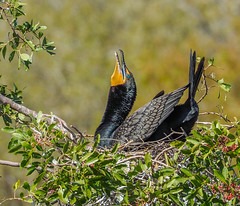 Cormorants (Phalacrocoracidae)
