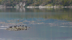 Szlak Costara, zatoka Lapataia- Tiera del Fuego National Park