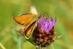 British butterflies: Hesperidae