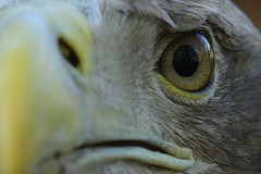 White-tailed eagles/ Seeadler