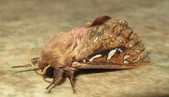 Porina Moth (Wiseana spp.)