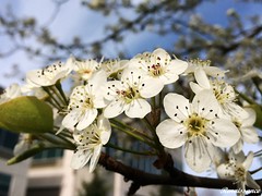 White Blossom Pear Tree