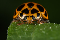 Ladybirds/bugs and related