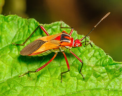 Leaf-footed Bugs (Coreidae)