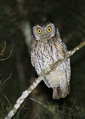 Peru Owls