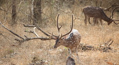 Nagarhole National Park Safari