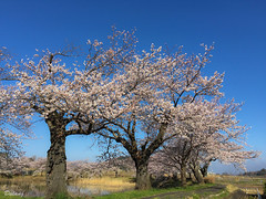 Cherry_blossoms_2015