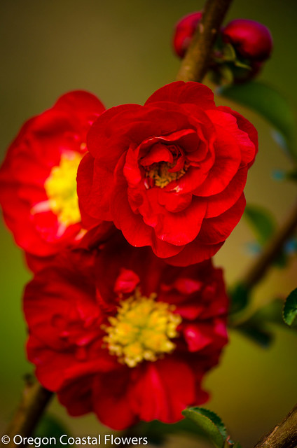 double flowering quince