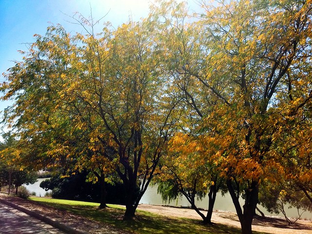 Love autumn and I love my walk around the lake on a near-daily basis
