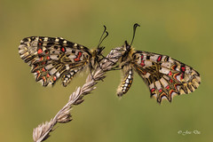 Mariposas - butterflies - 2015