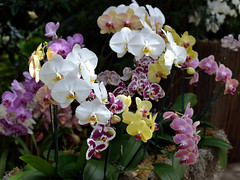 Orchid Community