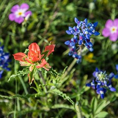 Texas State Flower Bluebonnets