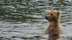 Niedźwiedź grizzli nagle wynurza się z wody i obserwuje teren