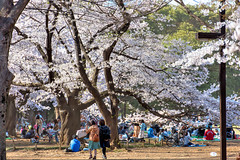 Cherry Blossoms at Yoyogi Park 2015