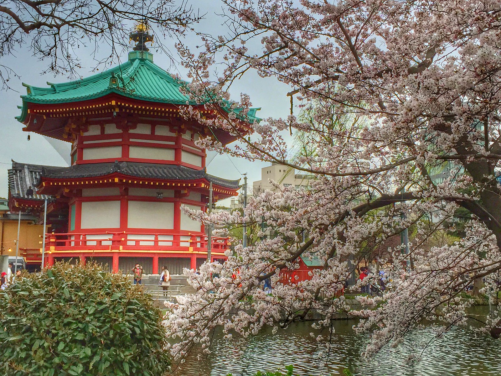 Ueno Park Cherry Blossoms (Sakura)