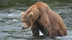 Niedźwiedź grizzli pod wodospadem Brooks