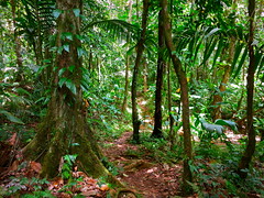 Tropical Rainforest in Grenada
