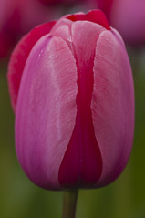 Tulips - Olympia Capitol Grounds - March 28, 2015