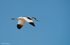 Avocet-Recurvirostra avosetta.