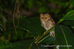 黃嘴角鴞 Mountain Scops Owl