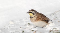 Quebec - Birds - Oiseaux - Pajaros - 2015