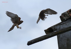 Falco grillaio (Falco naumanni)