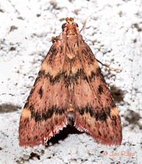Moths Part 4 #5510 - 6255 Pyralidae