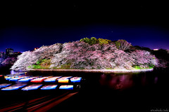 Cherry blossoms island