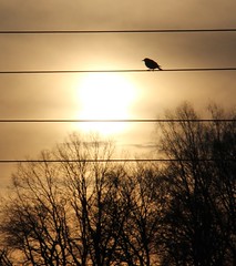 Birds. -  On wires.