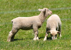 Lambs/Sheep