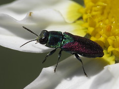 Jewel Beetles - Buprestidae