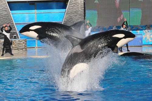 Killer Whales Jumping 09