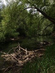 May 23, 2016 a (Provo River Trail)