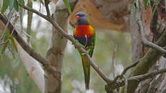 Parrots & Cockatoo's