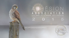 Adhesion Association LADDDO 2015
