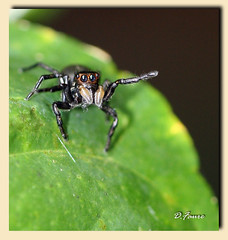 Arachnides de Guyane