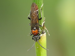 Sawflies - Symphyta