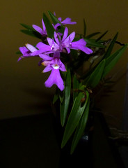 orchid species i've bloomed #5 (full)